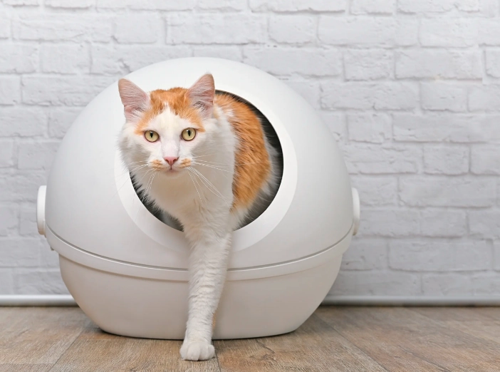 home remedies for cat diarrhea