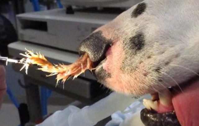 foxtail grass dog symptoms