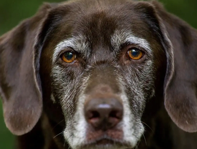 senior dog dementia treatment