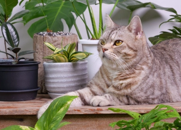 what plants are not toxic to cats