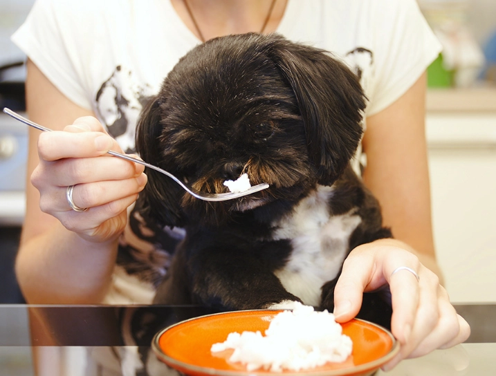 dog upset stomach remedies