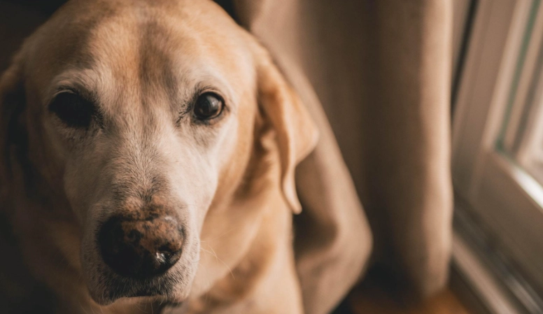 dog upset stomach remedies