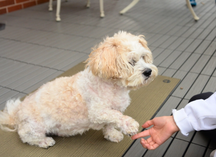 dog deafness symptoms