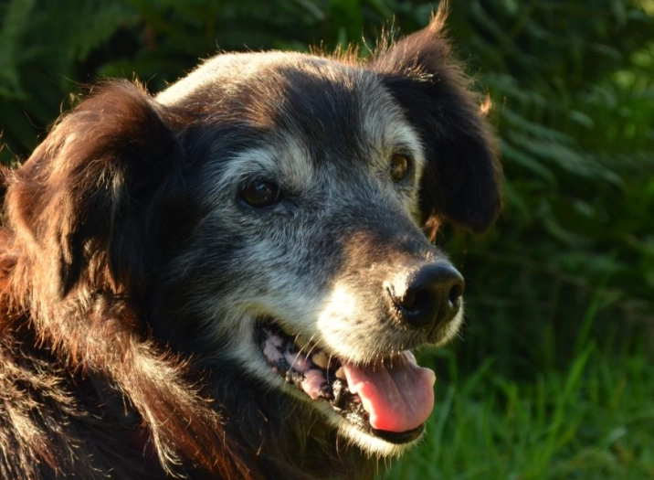 is it safe to walk a cat