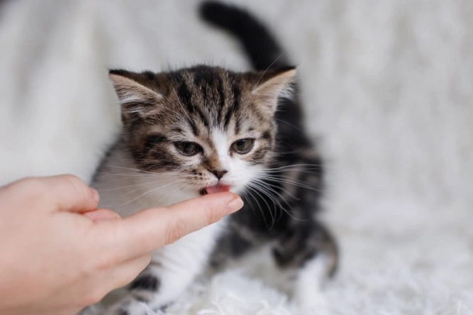 how to give treats to kittens