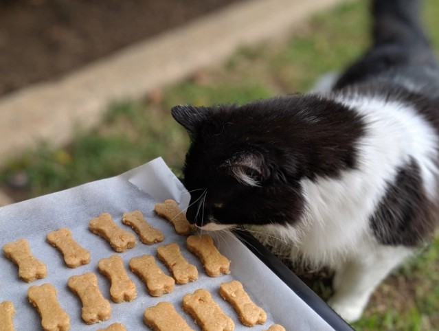best treats for kittens