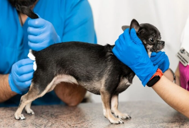 how to express dog anal glands