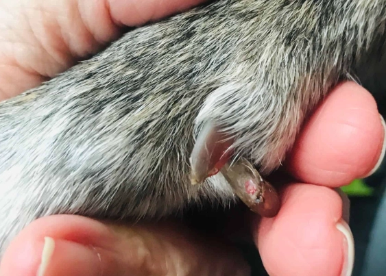 should I remove my dog's dewclaws