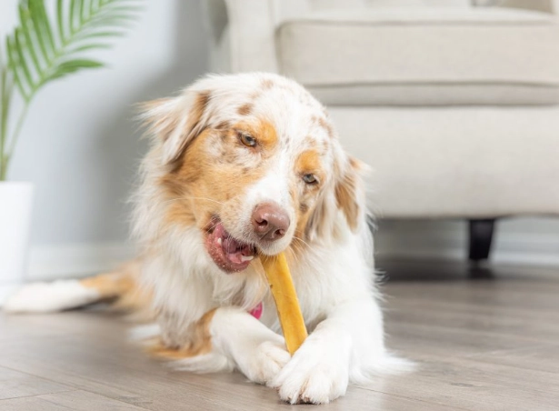 are yak chews safe for dogs