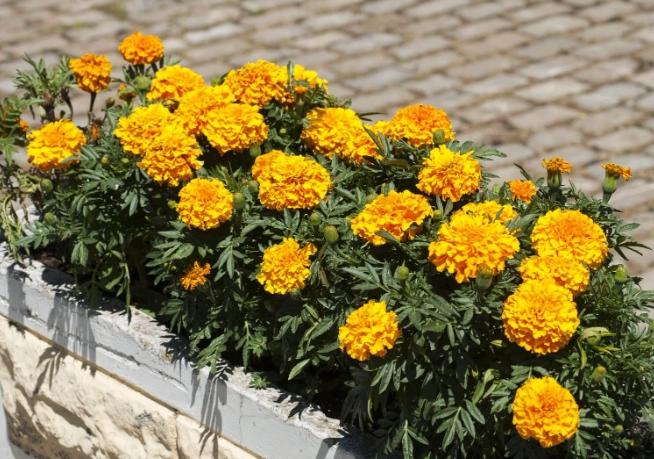 non toxic flowers for pets