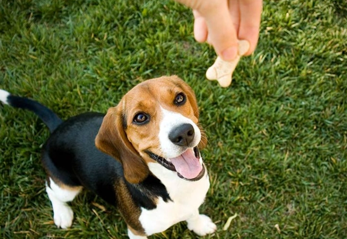 positive reinforcement dog training