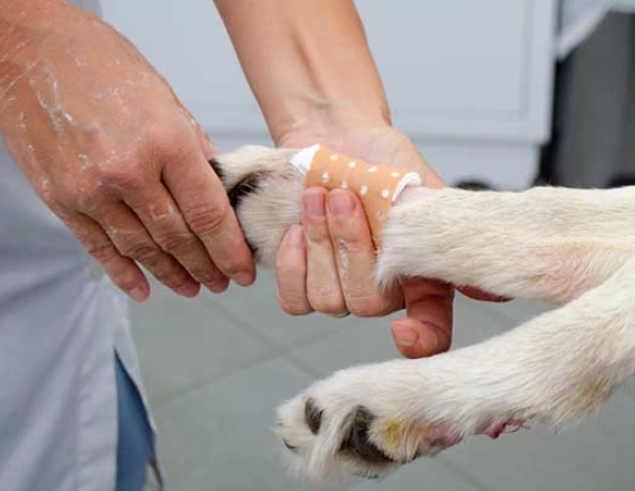 should I remove my dog's dewclaws