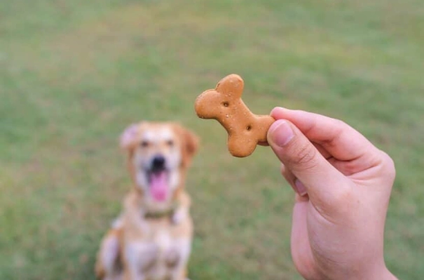 training dog with treats