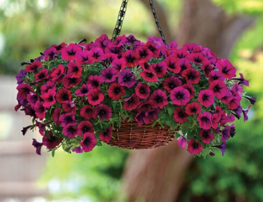 non toxic flowers for pets