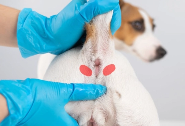 infected anal glands dog