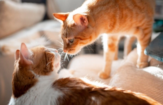 how to get cats to like each other