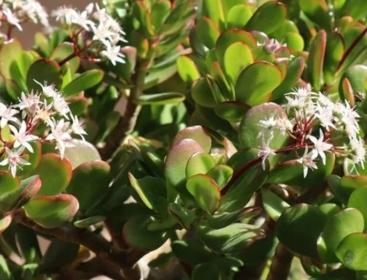 are jade plants poisonous to cats