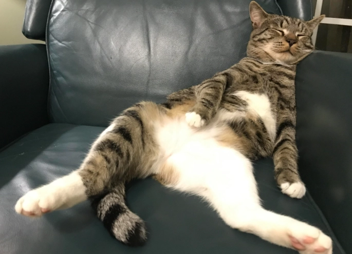 how to stop a cat from attacking your feet