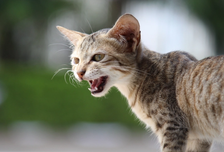 cat yowling at night cat yowling at night