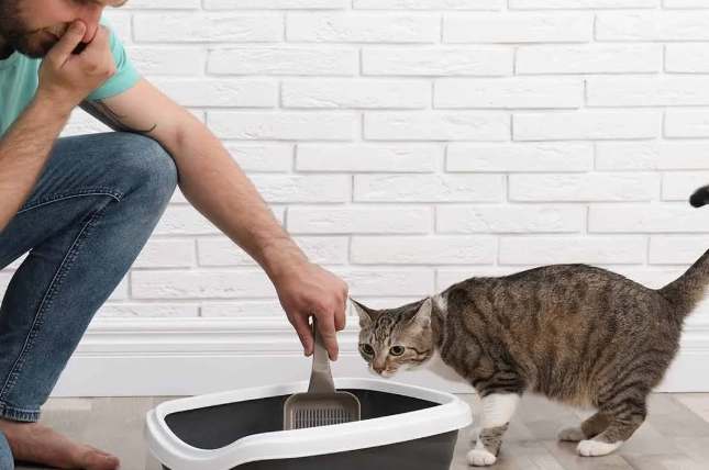 cat kneading behavior