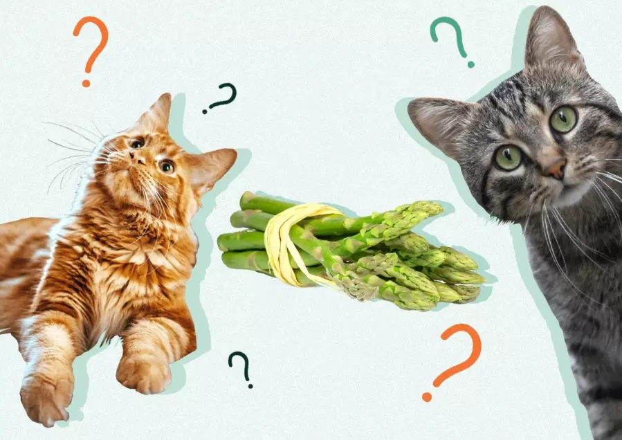 is asparagus safe for cats