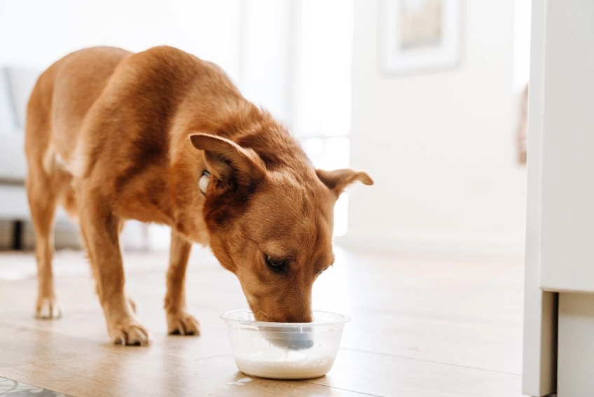 dog digestive health