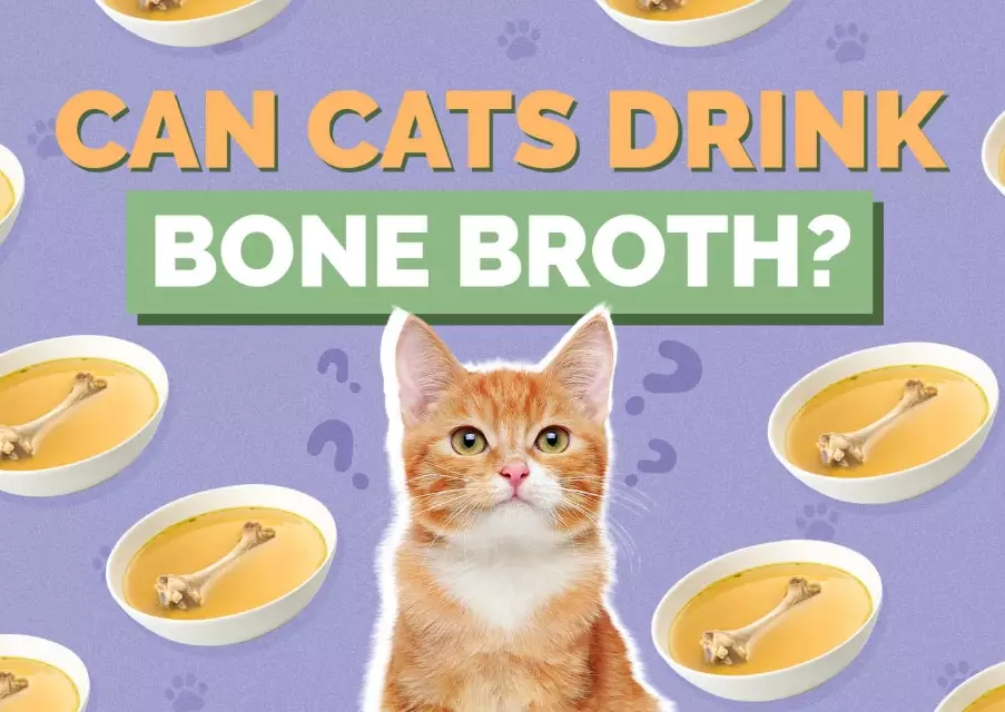 is chicken broth good for cats is chicken broth good for cats