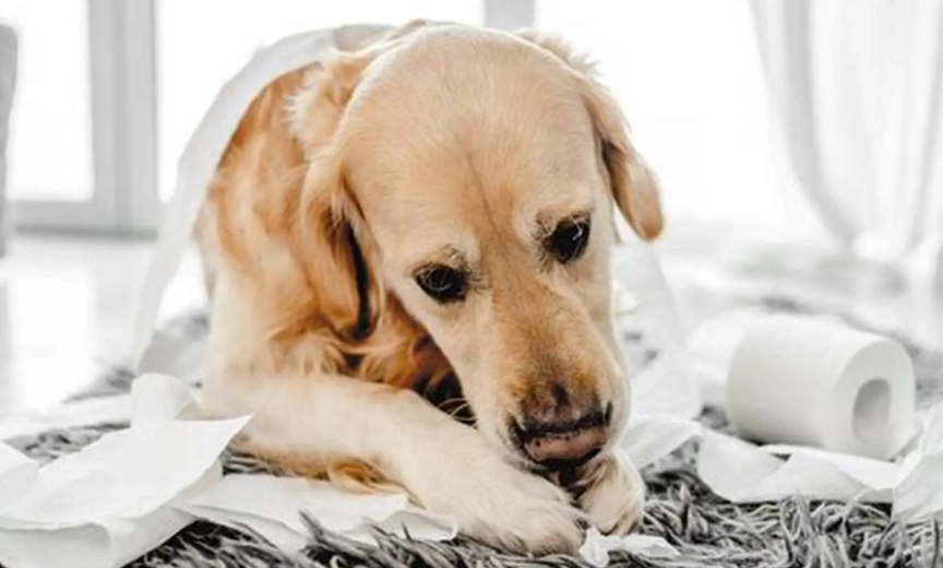 dog diarrhoea causes