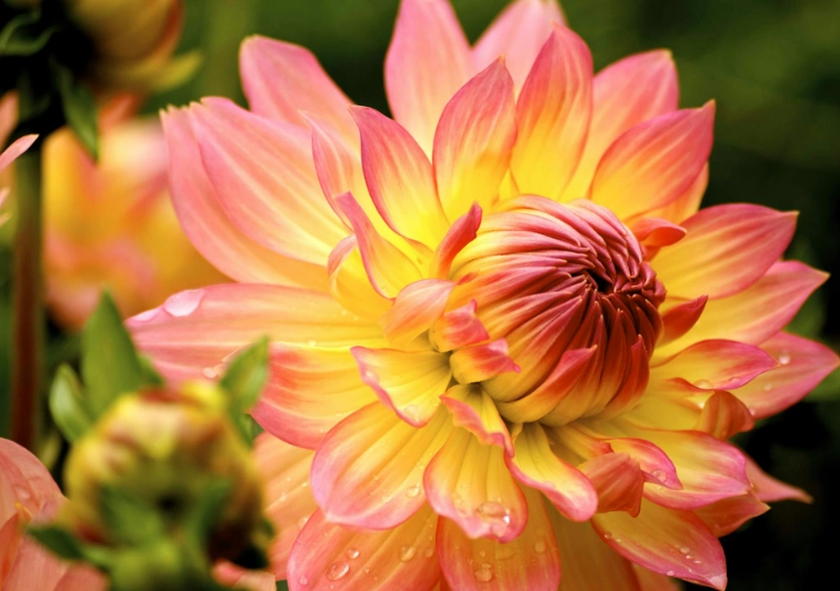 dahlia toxicity cats