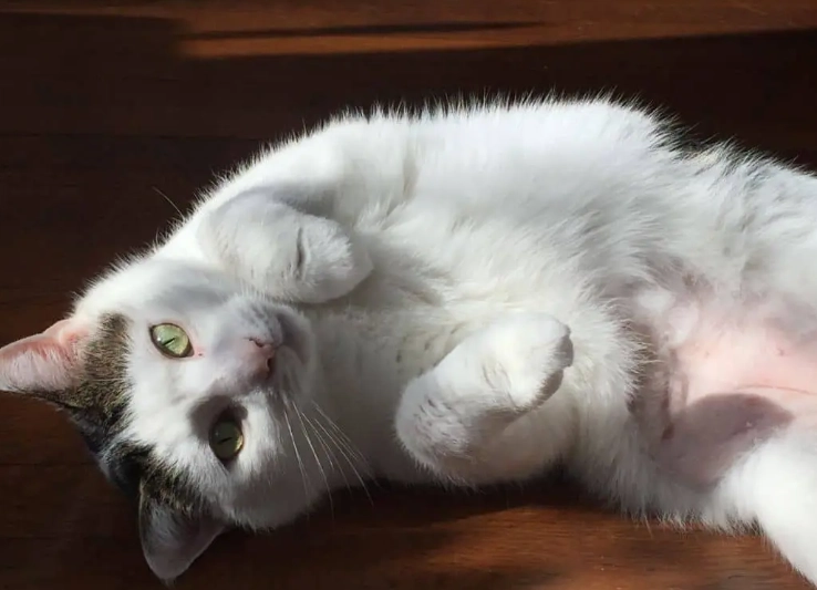 cat making biscuits meaning