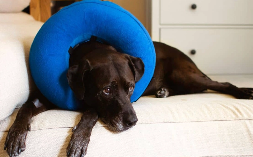 dog cone alternatives dog cone alternatives