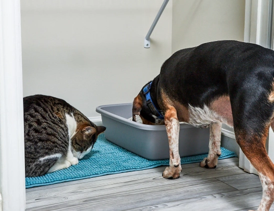 stop dog eating cat litter