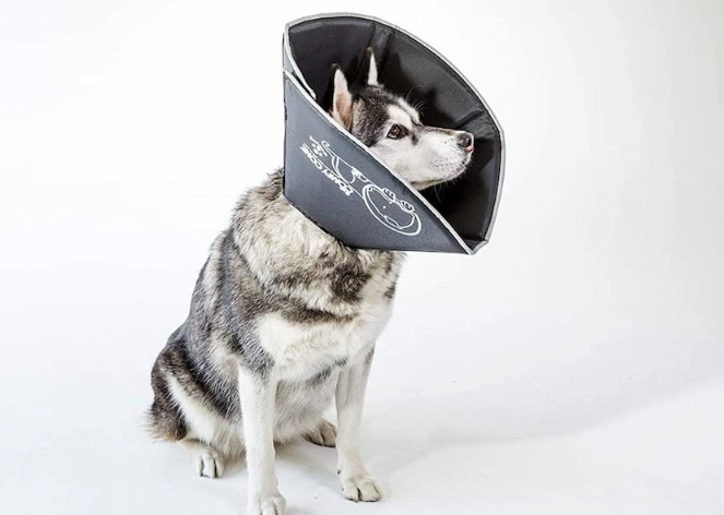 dog cone alternatives dog cone alternatives