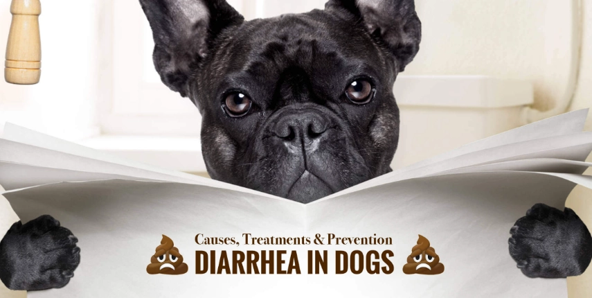 causes of diarrhoea in dogs
