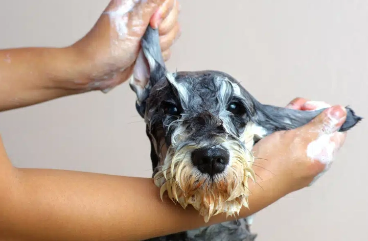 dog shampoo vs cat shampoo dog shampoo vs cat shampoo