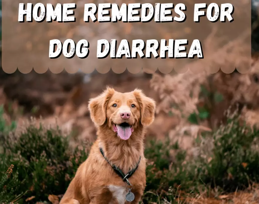 dog diarrhea home remedy