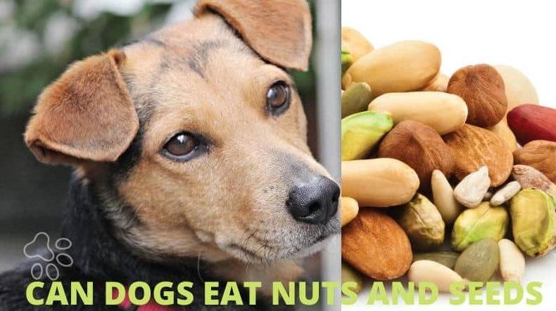 can dogs eat nuts and seeds