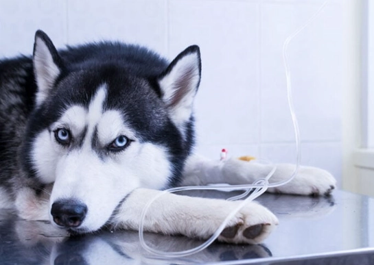 cat litter ingestion dogs