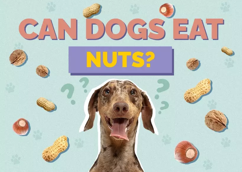 dogs and nuts safety