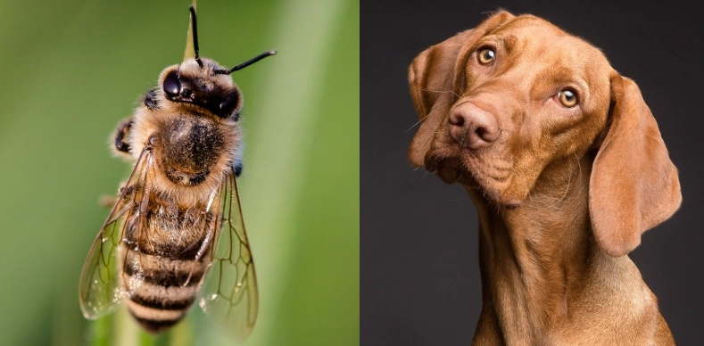 puppy ate a bee what to do puppy ate a bee what to do
