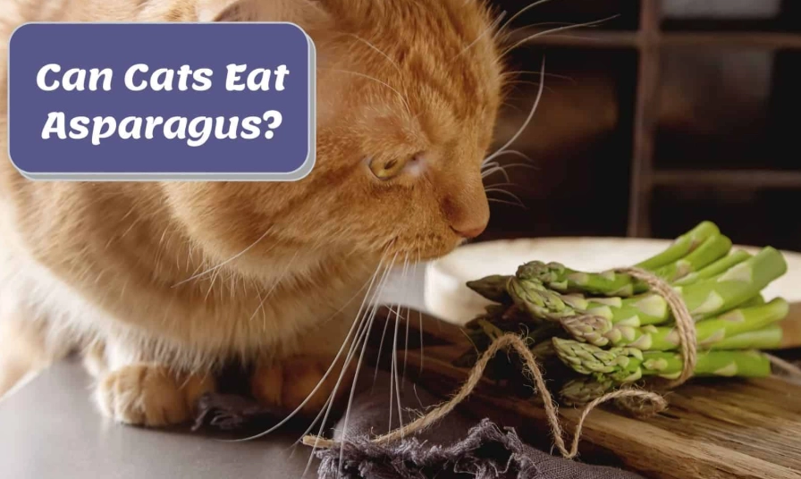 asparagus for cats