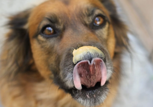 peanut butter for dogs safety