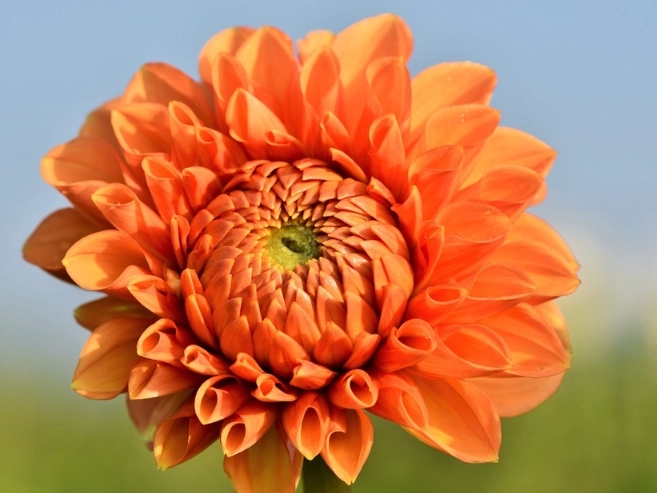 dahlia toxicity cats