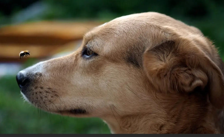 dog stung by bee in mouth dog stung by bee in mouth