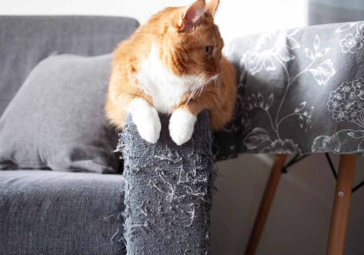 how to get my cat to stop kickboxing me