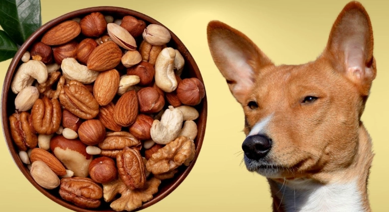 dog safe nuts dog safe nuts