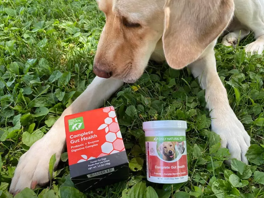 what to feed a dog with diarrhea