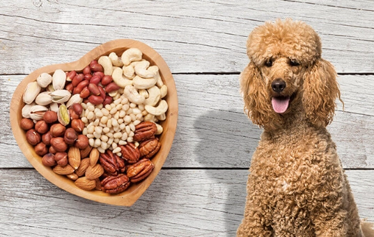 dog safe nuts dog safe nuts
