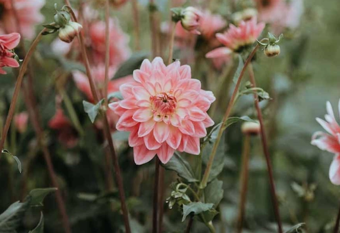 are dahlias poisonous to cats