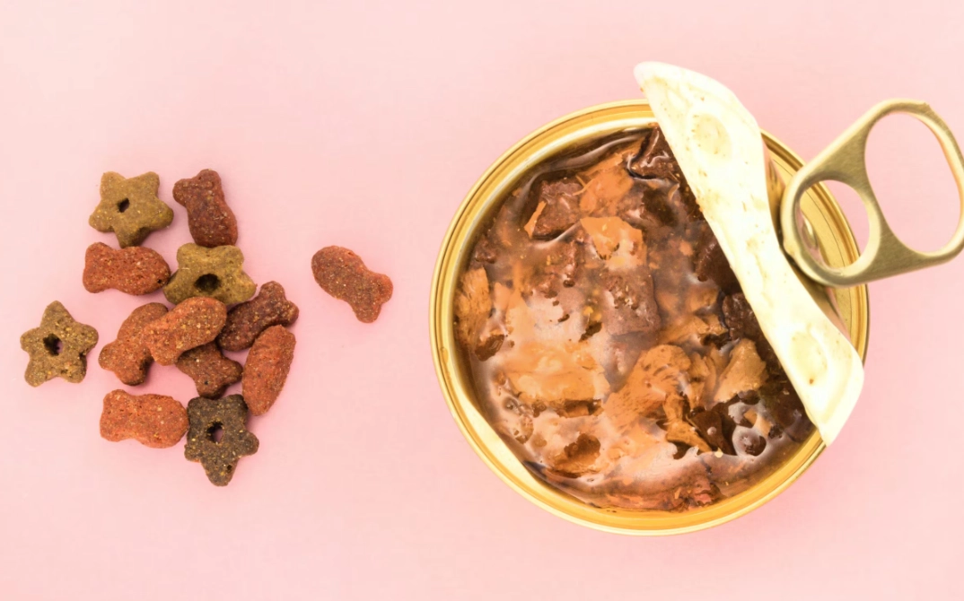 dry food or wet for cats